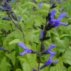 Salvia Guarantica 'Black And Blue' Anise Sage -SunGlow Perennials Shop SALVIA BLACK AND BLUE