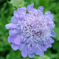 Scabiosa Columbaria 'Butterfly Blue' Pincushion Flower 7 Scabiosa Columbaria 'Butterfly Blue' Pincushion Flower -SunGlow Perennials Shop SCB Butterfly Blue spi