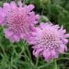 Scabiosa Columbaria 'Pink Mist' Pincushion Flower -SunGlow Perennials Shop SCB Pink Mist spi