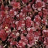 Sedum Spurium 'Fuldaglut' Stonecrop 2 Sedum Spurium 'Fuldaglut' Stonecrop -SunGlow Perennials Shop SDM Fuldaglut EZ