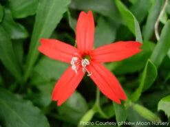 Silene Virginica Fire Pinks -SunGlow Perennials Shop SILENE VIRGINIC 1