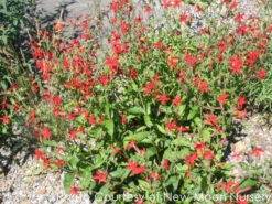 Silene Virginica Fire Pinks -SunGlow Perennials Shop SILENE VIRGINICA