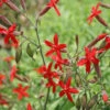 Silene Virginica Fire Pinks -SunGlow Perennials Shop SILENE virginica EZ