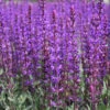 Salvia Sylvestris 'May Night' Wood Sage 2 Salvia Sylvestris 'May Night' Wood Sage -SunGlow Perennials Shop SLV May Night EZ