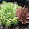 Sempervivum 'Mixed' Hen & Chicks -SunGlow Perennials Shop SMP Mix EZ