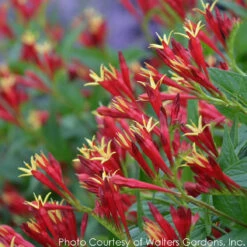 Spigelia Marilandica 'Little Redhead' Indian Pink -SunGlow Perennials Shop SPIGELIA LITTLE REDHEAD 3