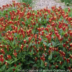 Spigelia Marilandica 'Little Redhead' Indian Pink -SunGlow Perennials Shop SPIGELIA LITTLE REDHEAD 4