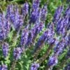 Salvia 'Blue Hill' Meadow Sage 2 Salvia 'Blue Hill' Meadow Sage -SunGlow Perennials Shop Salvia Blue Hill Meadow Sage
