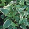 Salvia 'Fuji Snow' -SunGlow Perennials Shop Salvia Fuji Snow Variegated Japanese Sedge
