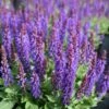 Salvia Nemorosa 'Marcus' Meadow Sage 1 Salvia Nemorosa 'Marcus' Meadow Sage -SunGlow Perennials Shop Salvia Marcus 2