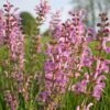 Salvia Pratensis 'Rose Rhapsody' Meadow Clary Sage 2 Salvia Pratensis 'Rose Rhapsody' Meadow Clary Sage -SunGlow Perennials Shop Salvia Rose Rhapsody Meadow Clary Sage