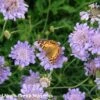 Scabiosa Columbaria 'Butterfly Blue' Pincushion Flower 1 Scabiosa Columbaria 'Butterfly Blue' Pincushion Flower -SunGlow Perennials Shop Sca ButterflyBlue flw trials June12 1