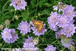 Scabiosa Columbaria 'Butterfly Blue' Pincushion Flower