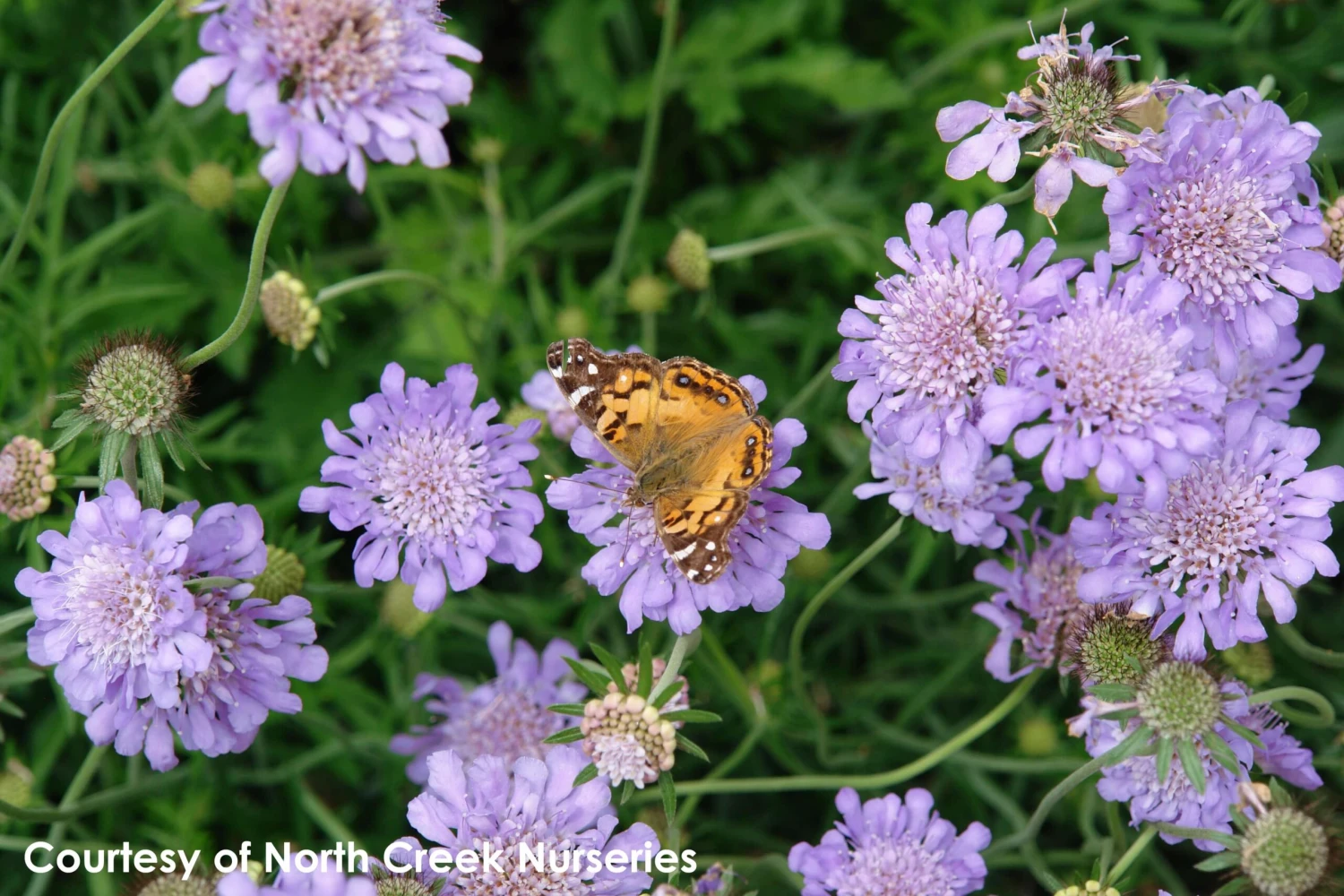 Scabiosa Columbaria 'Butterfly Blue' Pincushion Flower 3 Scabiosa Columbaria 'Butterfly Blue' Pincushion Flower