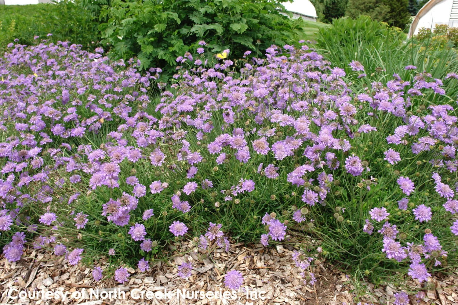 Scabiosa Columbaria 'Butterfly Blue' Pincushion Flower 4 Scabiosa Columbaria 'Butterfly Blue' Pincushion Flower - Image 2