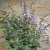 Scutellaria Ovata Heart-Leaved Skullcap -SunGlow Perennials Shop Scutellaria ovata heart leaved skullcap