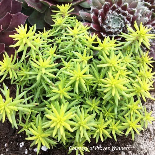 Sedum Rupestre Angelina's Teacup Stonecrop 3 Sedum Rupestre Angelina's Teacup Stonecrop