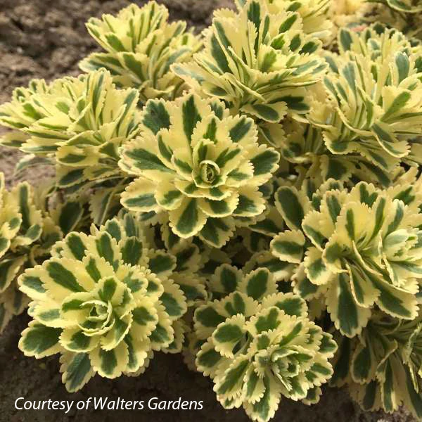 Sedum Takesimense Atlantis Stonecrop 3 Sedum Takesimense Atlantis Stonecrop