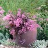 Sedum X 'Cherry Tart' Stonecrop 1 Sedum X 'Cherry Tart' Stonecrop -SunGlow Perennials Shop Sedum Cherry Tart Stonecrop Container 2