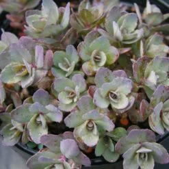 Sedum Dazzleberry 7 Sedum Dazzleberry -SunGlow Perennials Shop Sedum Dazzleberry Stonecrop Sun Sparkler