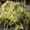 Sedum Spectabile Frosted Fire Stonecrop -SunGlow Perennials Shop Sedum Frosted Fire