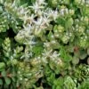 Sedum Ternatum Woodland Stonecrop 2 Sedum Ternatum Woodland Stonecrop -SunGlow Perennials Shop Sedum ternatum Woodland Stonecrop