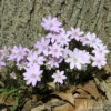 Hepatica Acutiloba Sharp Lobed Hepatica -SunGlow Perennials Shop Sharp Lobed Hepatica Liverleaf 2