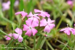 Silene Caroliniana 'Short And Sweet' Wild Pinks -SunGlow Perennials Shop Sil ShortandSweet 5