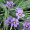 Sisyrinchium Angustifolium 'Lucerne' Blue-Eyed Grass -SunGlow Perennials Shop Sisyrinchium Lucerne