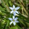 Sisyrinchium Angustifolium Suwannee Blue-eyed Grass -SunGlow Perennials Shop Sisyrinchium angustifolium Blue Eyed Grass