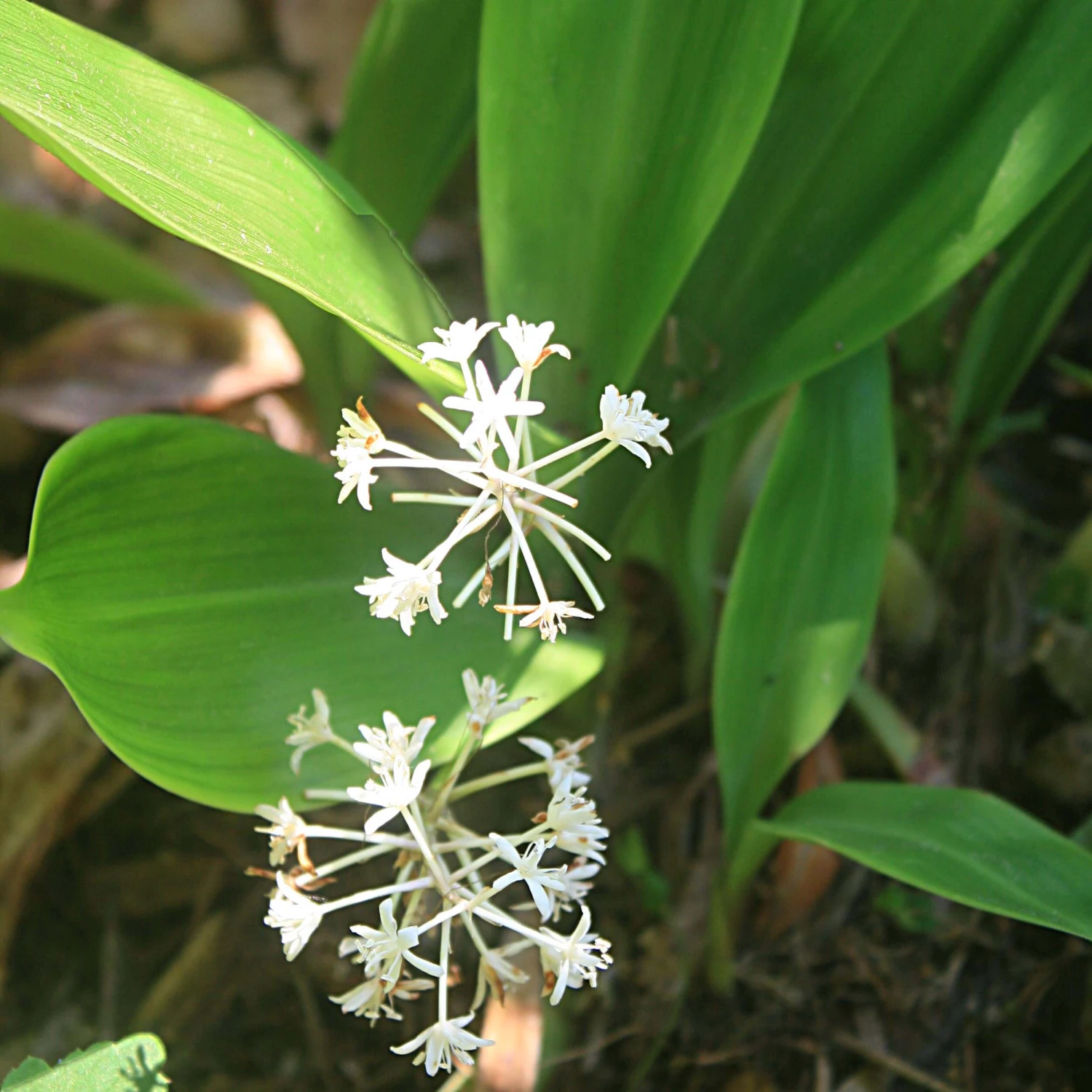 Speirantha Convallarioides False Lily-of-the-Valley 3 Speirantha Convallarioides False Lily-of-the-Valley