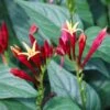 Spigelia Marilandica 'Little Redhead' Indian Pink -SunGlow Perennials Shop Spigelia Little Redhead Indian Pinks