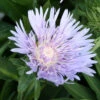 Stokesia Laevis Stoke's Aster 1 Stokesia Laevis Stoke's Aster -SunGlow Perennials Shop Stokesia laevis
