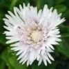 Stokesia Laevis 'Divinity' Stoke's Aster -SunGlow Perennials Shop Stokesia laevis Divinity