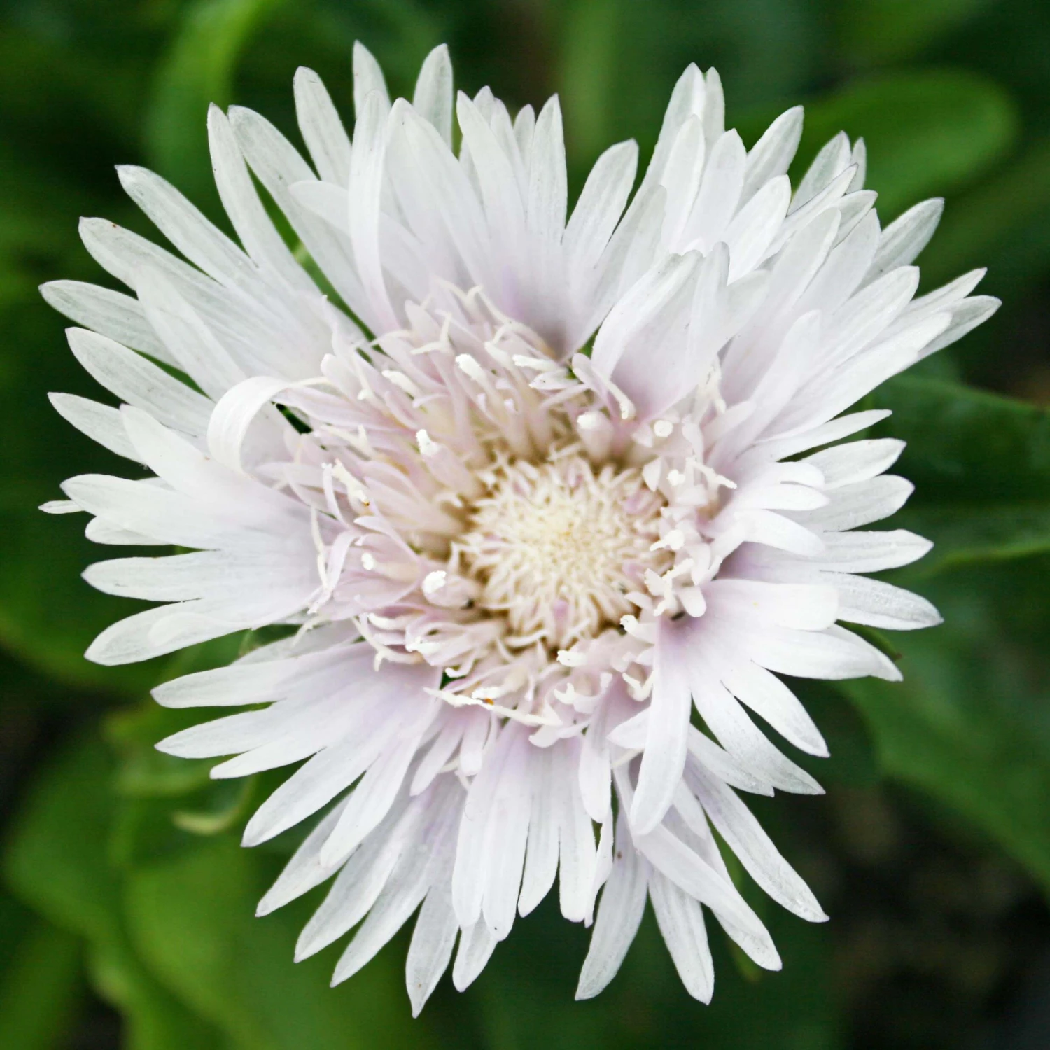 Stokesia Laevis 'Divinity' Stoke's Aster 3 Stokesia Laevis 'Divinity' Stoke's Aster