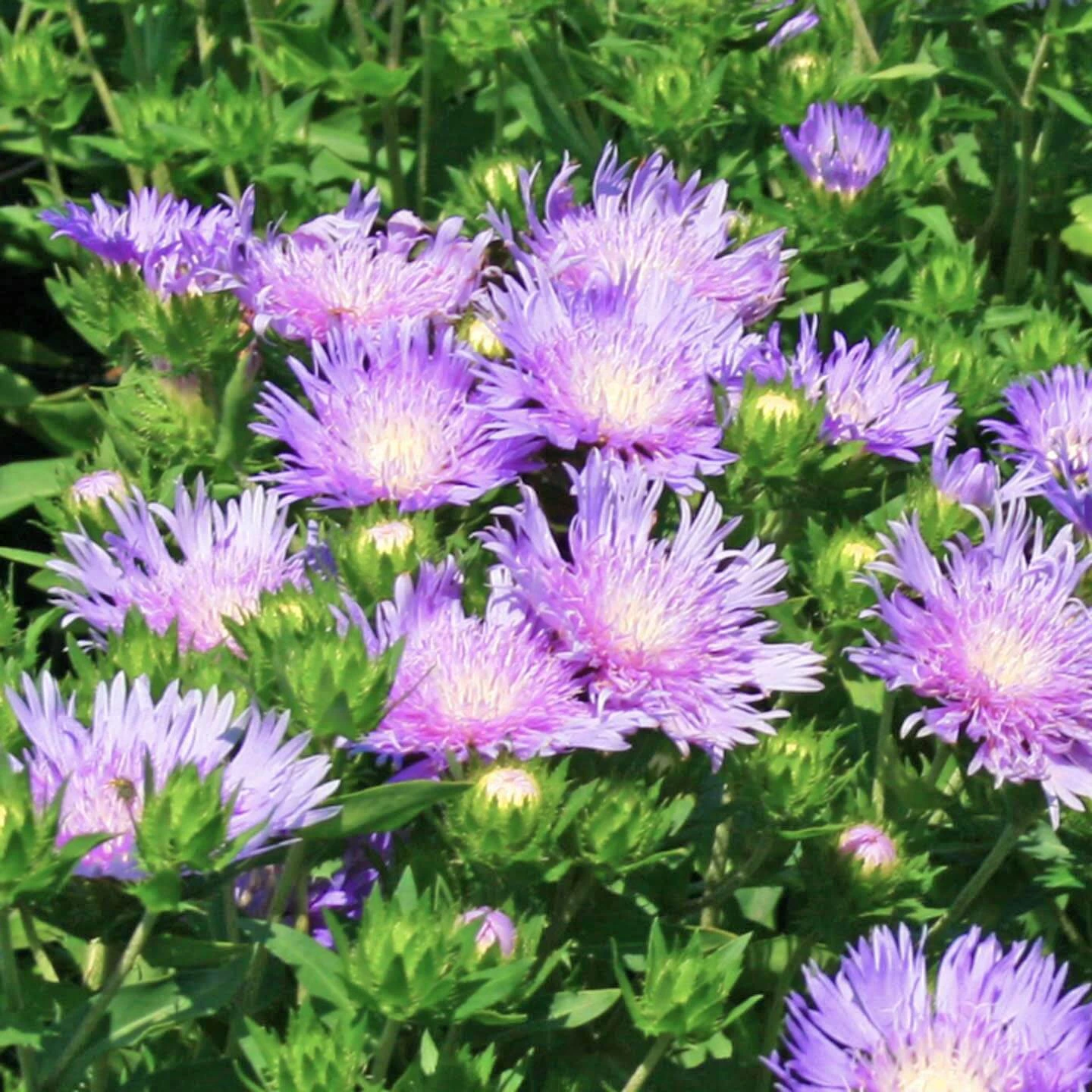 Stokesia Laevis 'Peachie's Pick' 3 Stokesia Laevis 'Peachie's Pick'