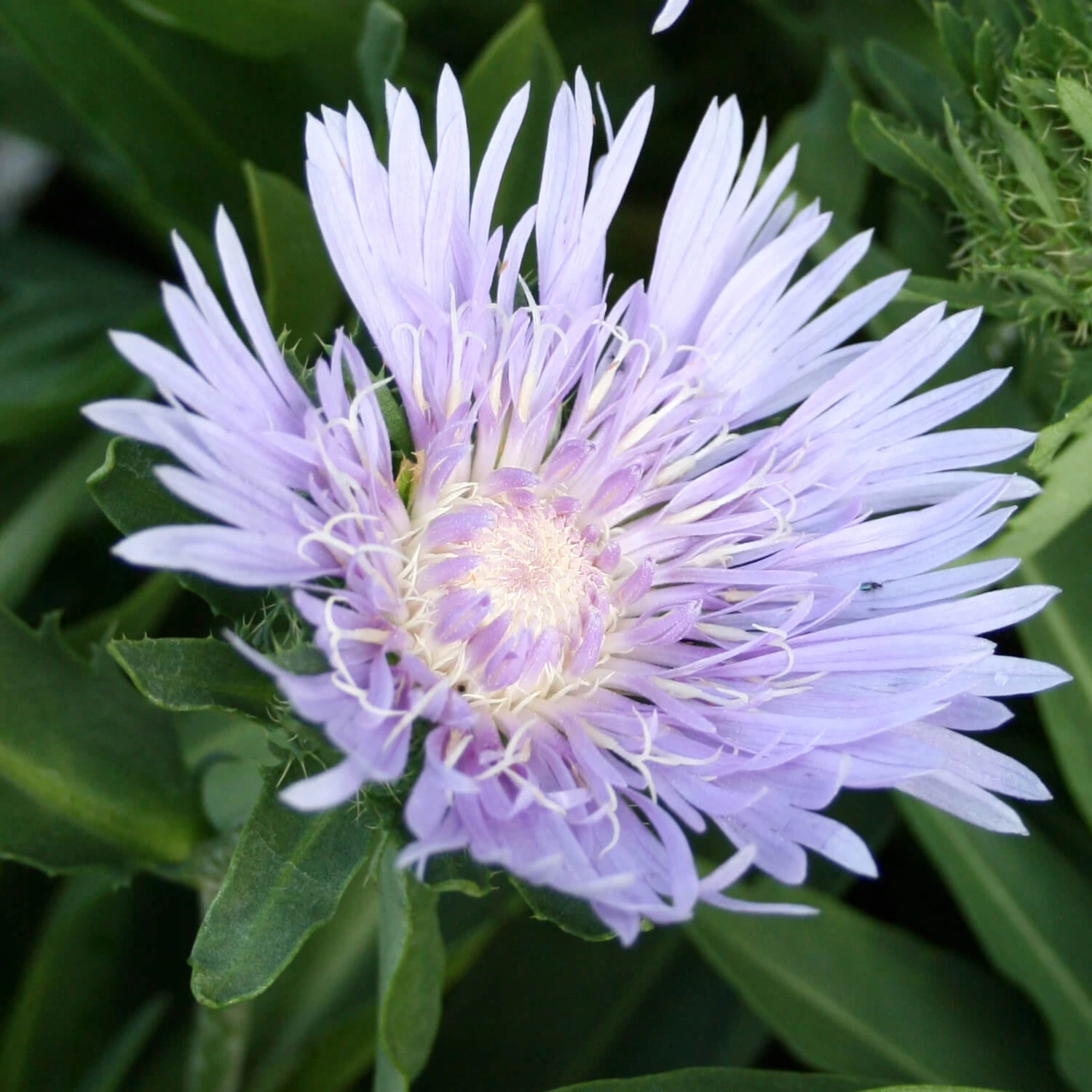 Stokesia Laevis Stoke's Aster 3 Stokesia Laevis Stoke's Aster