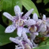 Tricyrtis Hirta 'Moonlight' Toadlily 2 Tricyrtis Hirta 'Moonlight' Toadlily -SunGlow Perennials Shop TRC Moonlight EZ
