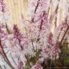 Tiarella Angel Wings -SunGlow Perennials Shop TRL Angel Wings ConceptPlants