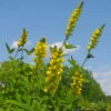 Thermopsis Caroliniana False Lupine -SunGlow Perennials Shop Thermopsis caroliniana false lupine