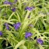 Tradescantia X 'Sweet Kate' Spiderwort/Widow's Tears -SunGlow Perennials Shop Tradescantia Sweet Kate Spiderwort Widows Tears