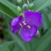 Tradescantia Virginiana -SunGlow Perennials Shop Tradescantia virginiana Spiderwort