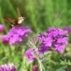Verbena Canadensis 'Homestead Purple' Vervain -SunGlow Perennials Shop VRB HomesteadPurple moth 1 CW