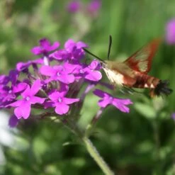 Verbena Canadensis 'Homestead Purple' Vervain -SunGlow Perennials Shop VRB HomesteadPurple moth CW