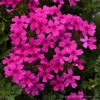 Verbena Canadensis Homestead Hot Pink Vervain 1 Verbena Canadensis Homestead Hot Pink Vervain -SunGlow Perennials Shop Verbena Homestead Hot Pink