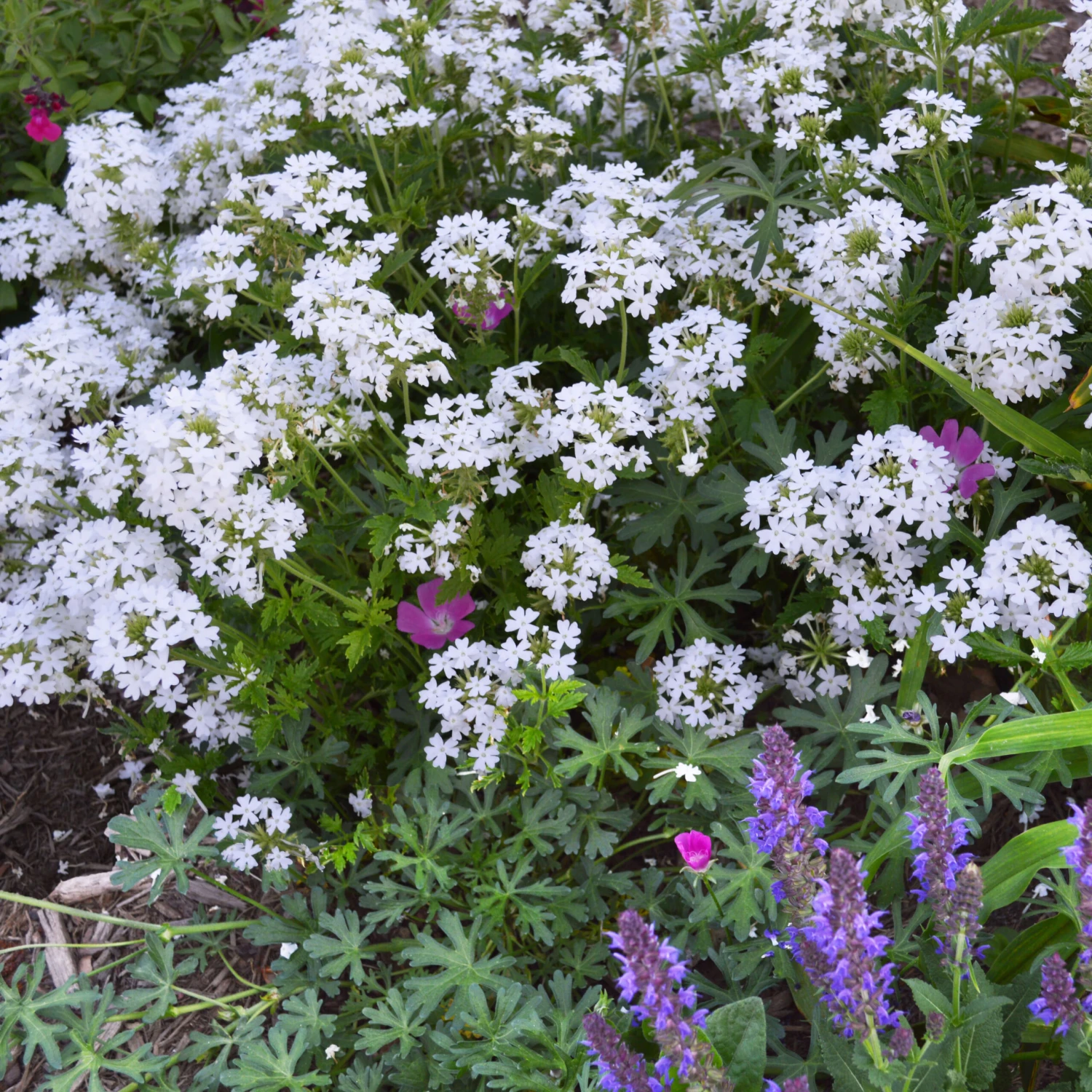 Verbena 'Snow Flurry' Vervain 4 Verbena 'Snow Flurry' Vervain - Image 2