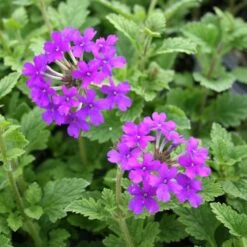 Verbena Canadensis 'Homestead Purple' Vervain -SunGlow Perennials Shop Verbena canadensis Homestead Purple Vervain