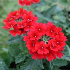 Verbena Canadensis 'Homestead Red' Vervain