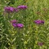 Vernonia Noveboracensis Ironweed 2 Vernonia Noveboracensis Ironweed -SunGlow Perennials Shop Vernonia noveboracensis