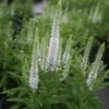 Veronica Spicata 'Snow Candles' Speedwell -SunGlow Perennials Shop Veronica Snow Candles